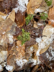 Sceptridium multifidum