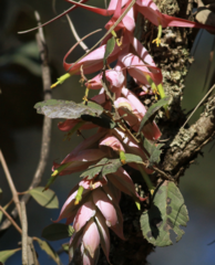 Tillandsia prodigiosa