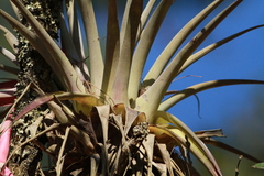 Tillandsia prodigiosa