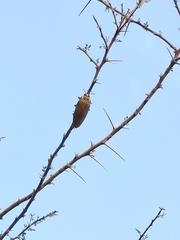 Steraspis speciosa arabica