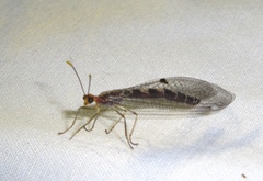 Megistopus flavicornis
