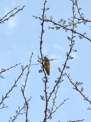 Steraspis speciosa arabica