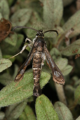 Pyropteron erodiiphaga