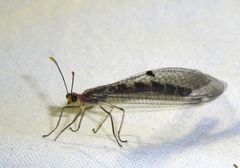 Megistopus flavicornis