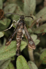Pyropteron erodiiphaga