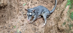 Philander opossum