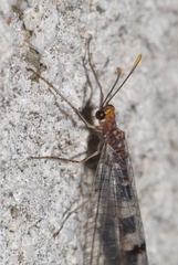 Megistopus flavicornis