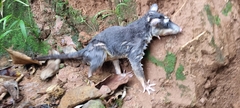 Philander opossum