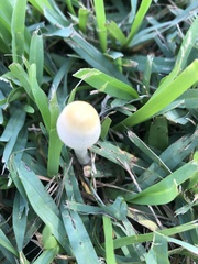 Chlorophyllum hortense
