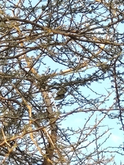 Steraspis speciosa arabica