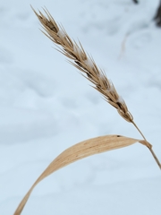 Elymus virginicus