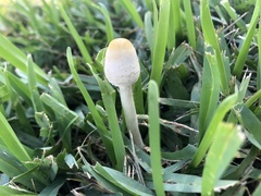 Chlorophyllum hortense