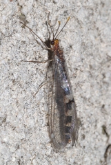 Megistopus flavicornis