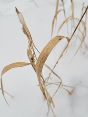 Elymus virginicus