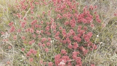 Acaena microphylla pauciglochidiata