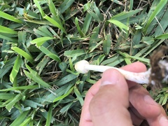 Chlorophyllum hortense