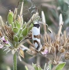 Antipterna trilicella