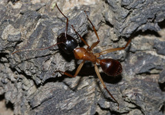 Camponotus nigriceps