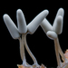 灰團網黏菌 - Photo (c) chofungi，保留部份權利CC BY-NC