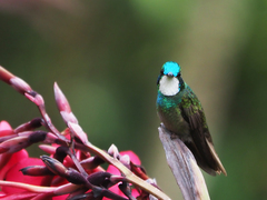 Lampornis castaneoventris