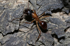Camponotus nigriceps
