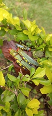 Zoniopoda tarsata