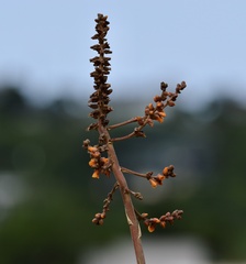 Dyckia encholirioides