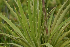 Dyckia encholirioides