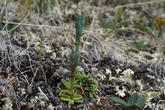 Gentiana glauca