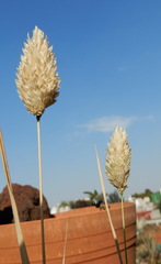 Phalaris canariensis