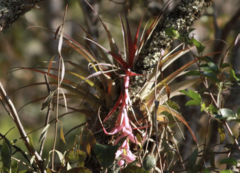 Tillandsia prodigiosa