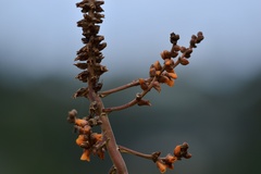 Dyckia encholirioides
