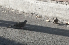 Columbina inca