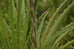 Dyckia encholirioides