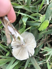 Chlorophyllum hortense