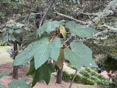Chiranthodendron pentadactylon
