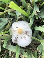 Chlorophyllum hortense