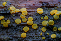 Orbilia xanthostigma