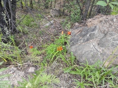 Lilium pensylvanicum