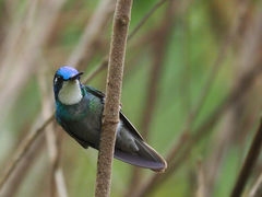 Lampornis castaneoventris