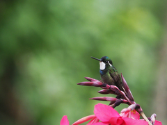 Lampornis castaneoventris