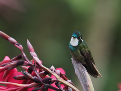 Lampornis castaneoventris