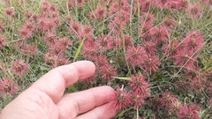 Acaena microphylla pauciglochidiata