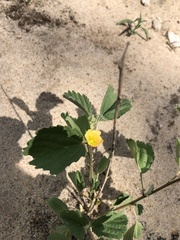 Malvastrum coromandelianum