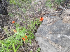 Lilium pensylvanicum