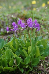 Primula frigida
