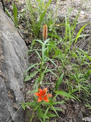 Lilium pensylvanicum