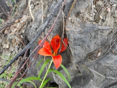Lilium pensylvanicum