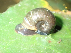 Planorbidae