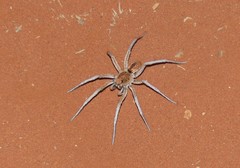 Hoggicosa